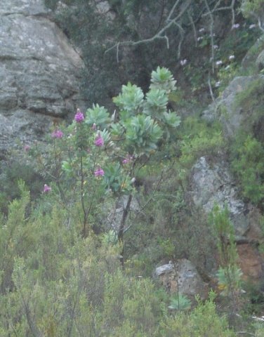 Hypocalyptus sophoroides slender shrub flowering